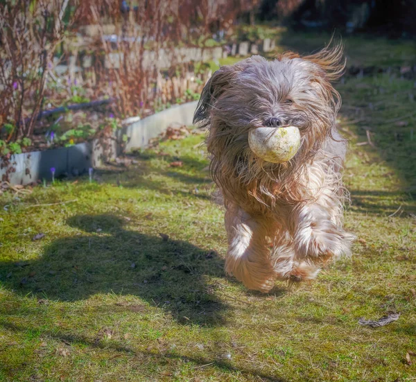 Hosszú Hajú Tibeti Terrier Kutya Fut Kertben — Stock Fotó