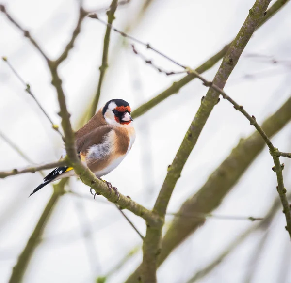 Closeup Goldfinch Sitting Twig Tree — Stock Photo, Image
