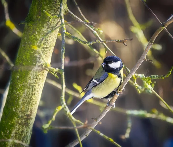 Closeup Great Tit Bird Sitting Tree — Φωτογραφία Αρχείου