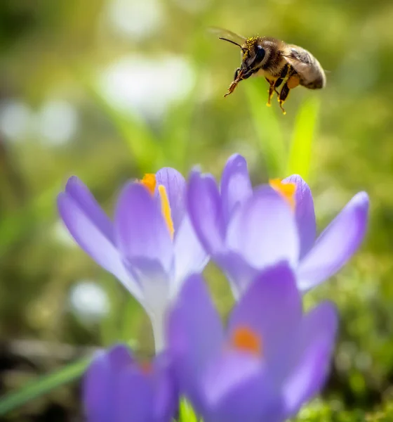 Macro Une Abeille Volant Vers Une Fleur Crocus Pourpre — Photo