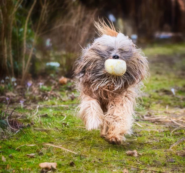Langhaariger Tibet Terrier Hund Läuft Durch Den Garten — Stockfoto