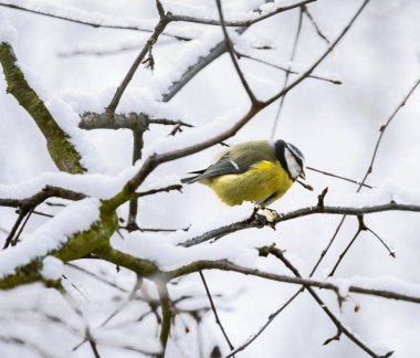 Closeup of a blue tit bird sitting on a snow covered tree