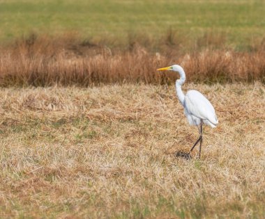 Beyaz büyük balıkçıl (Ardea alba) bir çayırda duruyor