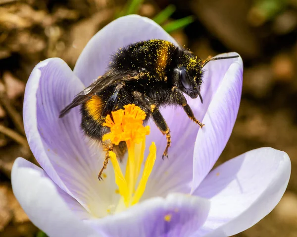 Macro Van Een Hommel Bij Een Purpere Krokus Bloem Bloesem — Stockfoto