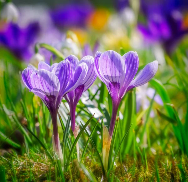 Blühende Frühlingswiese Mit Verschiedenen Krokusblüten — Stockfoto