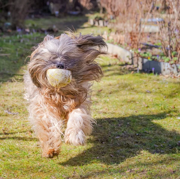 Długowłosy Tybetański Pies Terier Biegający Ogrodzie — Zdjęcie stockowe