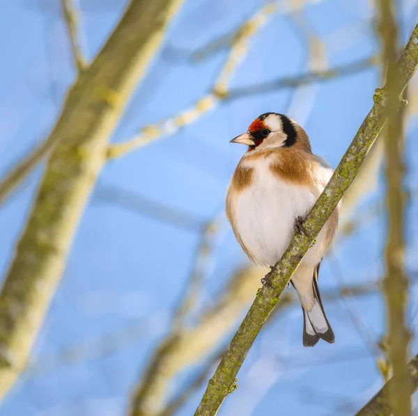 European Goldfinch Carduelis Carduelis Sitting Branch Tree — Stock Photo, Image