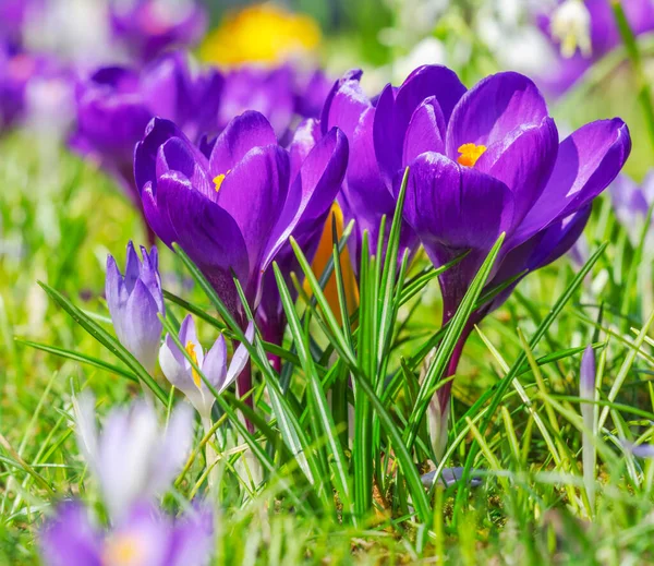 Floreciente Pradera Primavera Con Varias Flores Azafrán — Foto de Stock