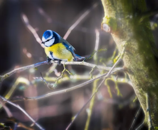 青シジュウカラ鳥の木の枝の上に座って — ストック写真