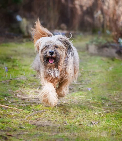 Långhårig Tibetansk Terrier Hund Som Springer Trädgården — Stockfoto