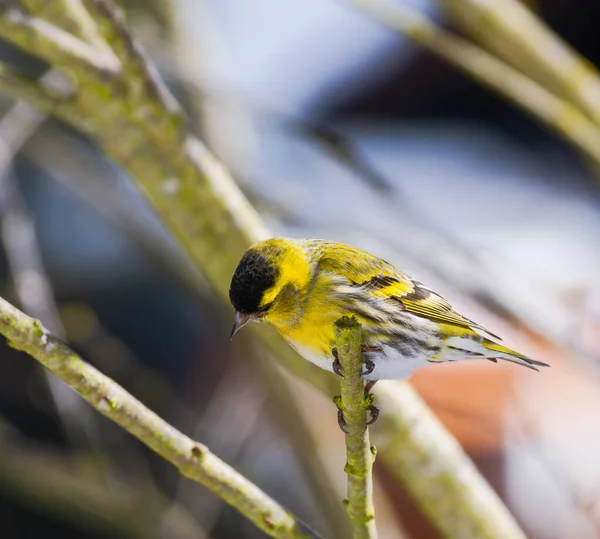 Masculino Cabeça Preta Goldfinch Sentado Galho — Fotografia de Stock