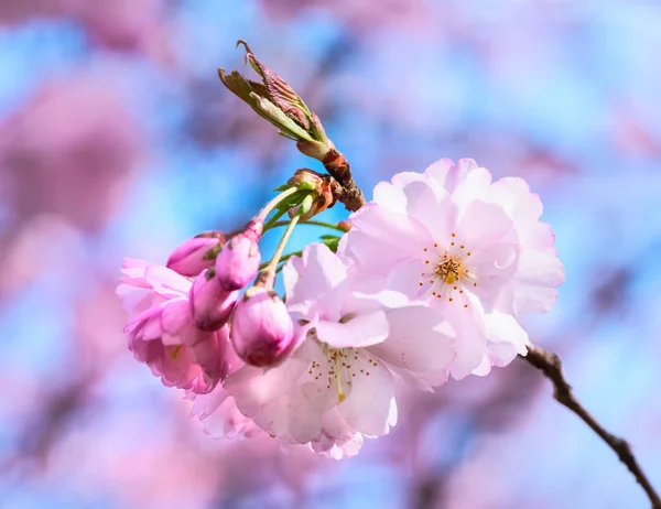 Rózsaszín Cseresznyevirágok — Stock Fotó