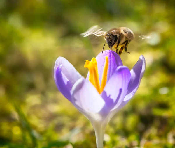 Makro Flyver Til Lilla Krokus Blomst Blomstre - Stock-foto