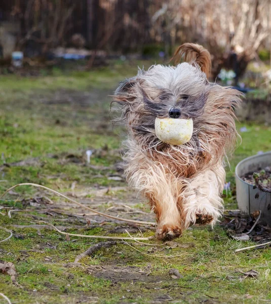 Hosszú Hajú Tibeti Terrier Kutya Fut Kertben — Stock Fotó