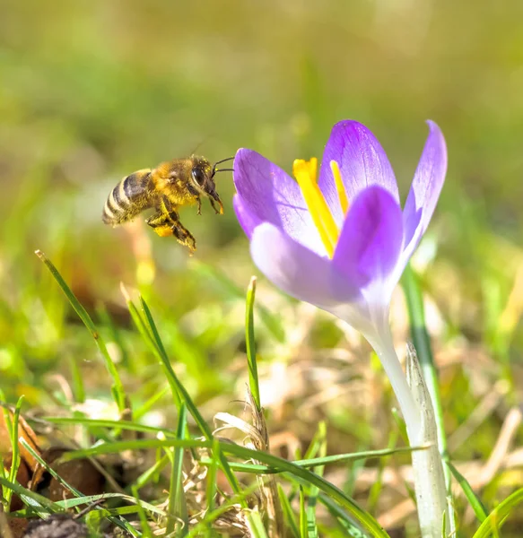 Makro Včely Letící Fialového Krokus Květ — Stock fotografie