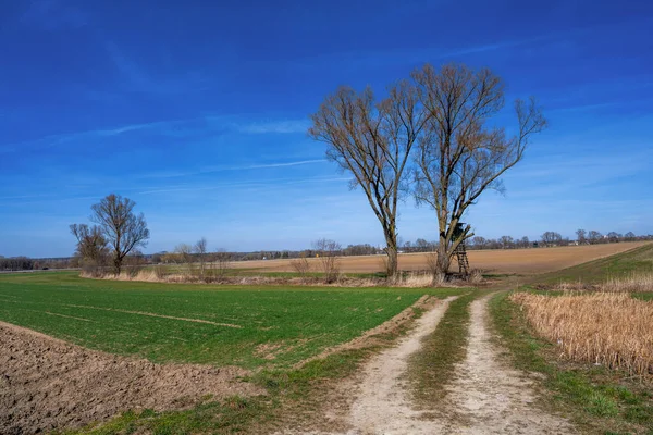 Rural Landscape Tree Bavaria Germany — Stock Photo, Image