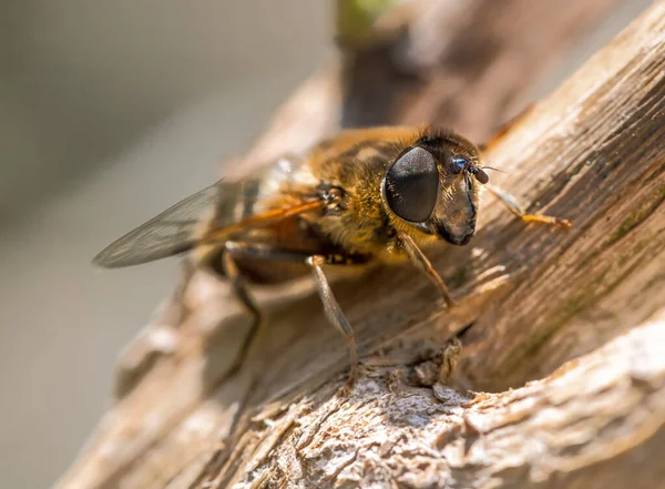 Makro Einer Schwebfliege Auf Einem Stück Holz — Stockfoto