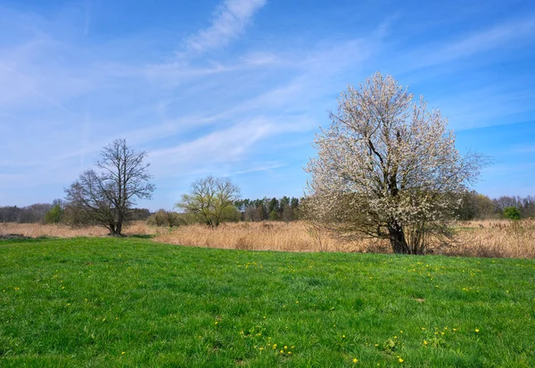 Spring Landscape Flowering Tree Bavaria Germany — Stock Photo, Image