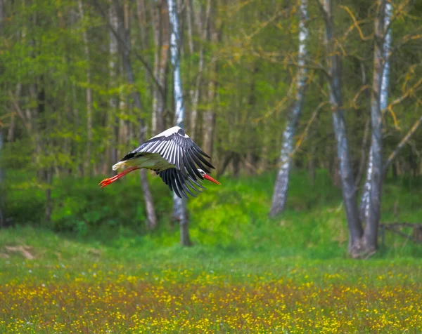 White Stork Ciconia Ciconia Flying Meadow — Stock Photo, Image