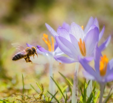 Mor bir kır çiçeğine uçan bir arı makrosu.