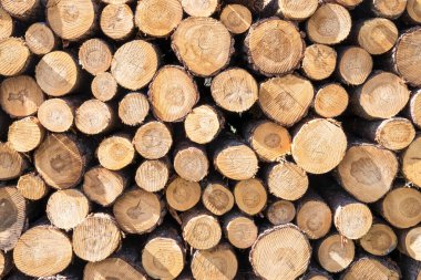 Arka planda istiflenmiş odun yığını
