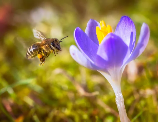 Makro Včely Letící Fialového Krokus Květ — Stock fotografie