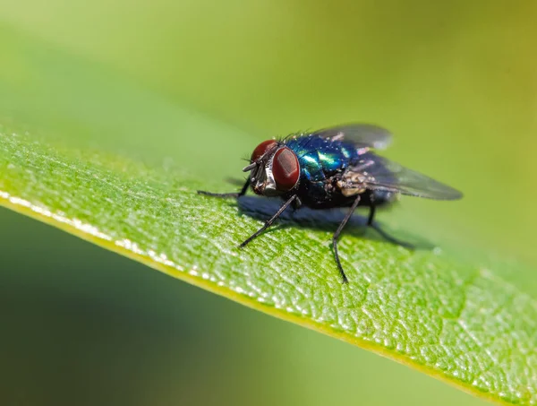 Insektenmakro Einer Fliege Auf Einem Grünen Blatt — Stockfoto