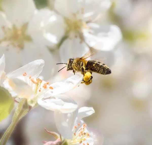 Macro Van Een Bij Vliegend Naar Een Witte Appel Bloesem — Stockfoto