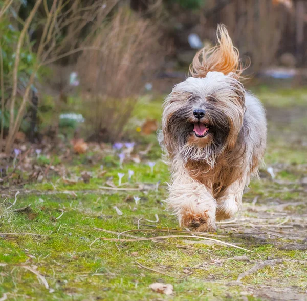 Perro Terrier Tibetano Pelo Largo Corriendo Jardín —  Fotos de Stock