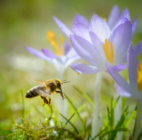 Macro Ape Che Vola Verso Fiore Croco Viola — Foto Stock