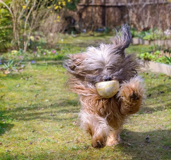 Langhaariger Tibet Terrier Hund Läuft Durch Den Garten — Stockfoto