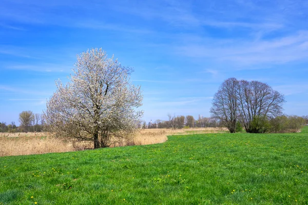 Paisaje Primaveral Con Árbol Con Flores Baviera Alemania —  Fotos de Stock