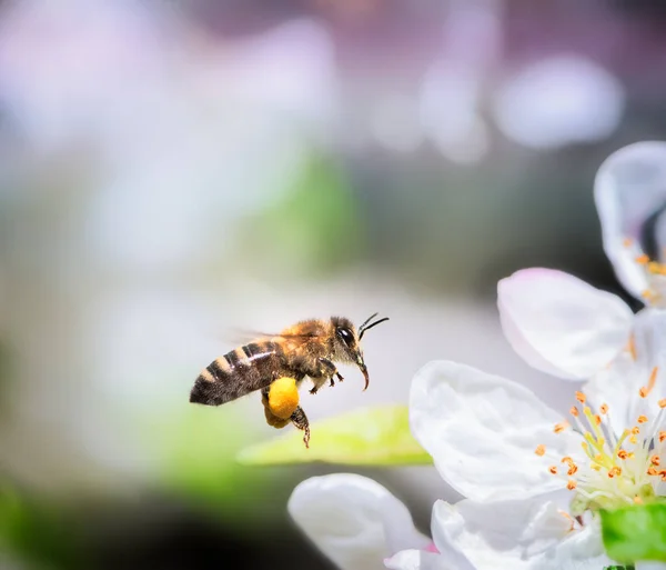 Macro Une Abeille Volant Vers Une Fleur Pomme Blanche — Photo