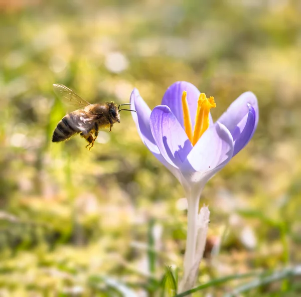 Macro Ape Che Vola Verso Fiore Croco Viola — Foto Stock