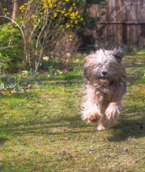 Perro Terrier Tibetano Pelo Largo Corriendo Jardín —  Fotos de Stock