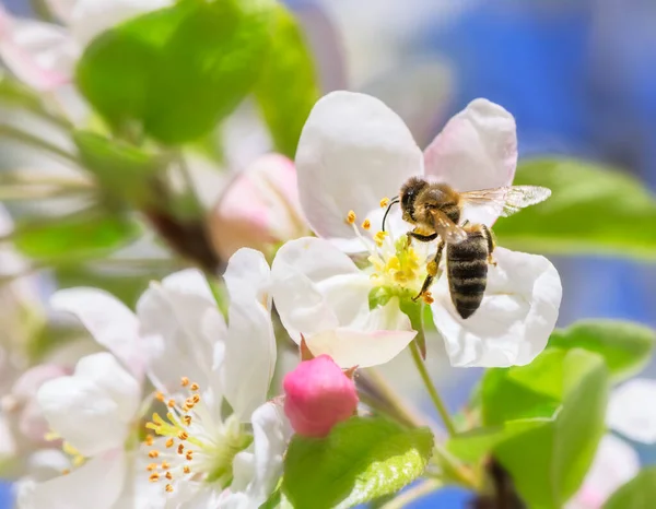 Macro Van Een Bij Een Witte Appel Bloesem — Stockfoto