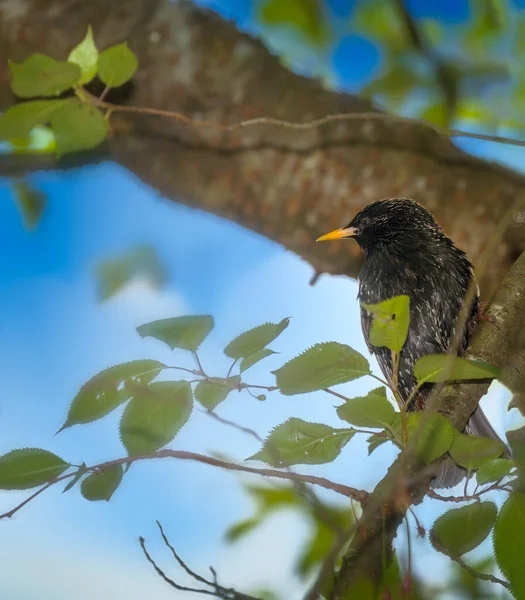 Primer Plano Pájaro Estornino Negro Sentado Árbol —  Fotos de Stock
