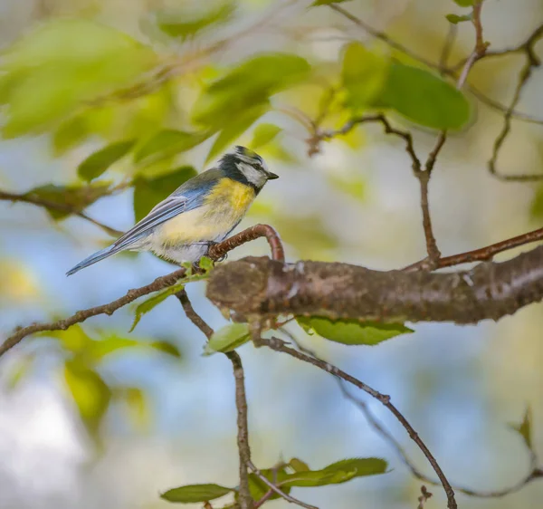 Sýkora Modřinka Pták Sedí Větvičky Stromu — Stock fotografie