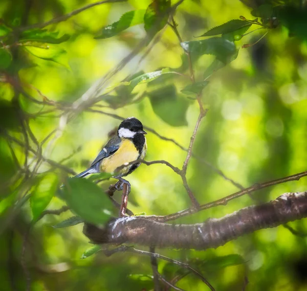 Primer Plano Gran Pájaro Las Tetas Sentado Árbol — Foto de Stock