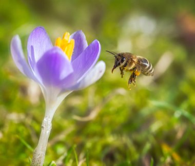 Mor bir kır çiçeğine uçan bir arı makrosu.