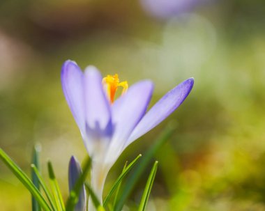 Yumuşak odaklı bir çayırda mor bir çiçek olan bahçe.