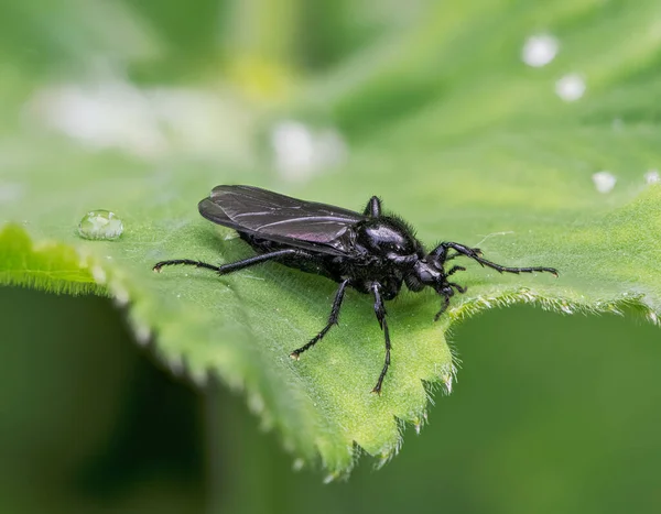 Makro Einer Schwarzen Marschfliege Bibio Marci Auf Einem Grünen Blatt — Stockfoto