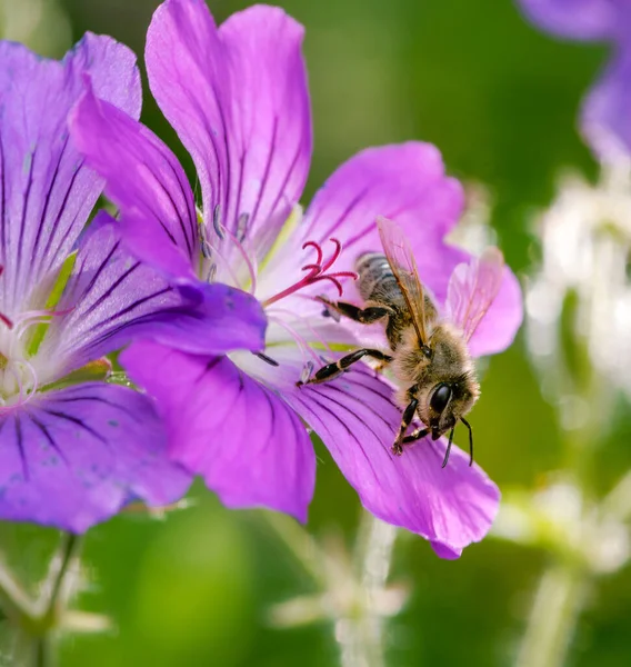 Macro Una Abeja Polinizándose Una Flor Geranmio Púrpura —  Fotos de Stock