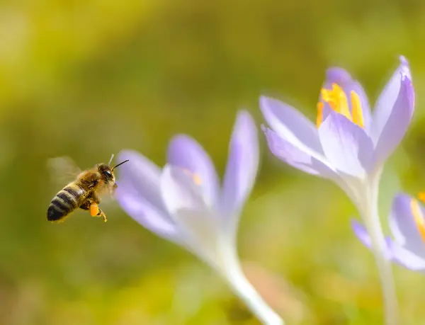 Makro Včely Letící Fialového Krokus Květ — Stock fotografie