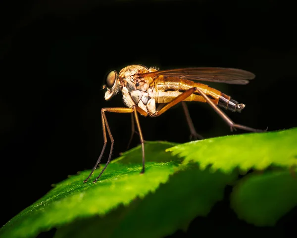 Makro Einer Räuberfliege Auf Einem Grünen Blatt — Stockfoto