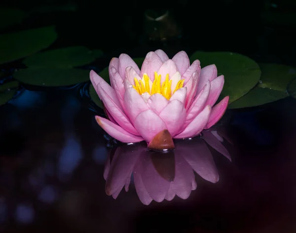 Крупный План Розового Цветка Лилии Пруду — стоковое фото