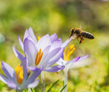 Mor bir kır çiçeğine uçan bir arı makrosu.