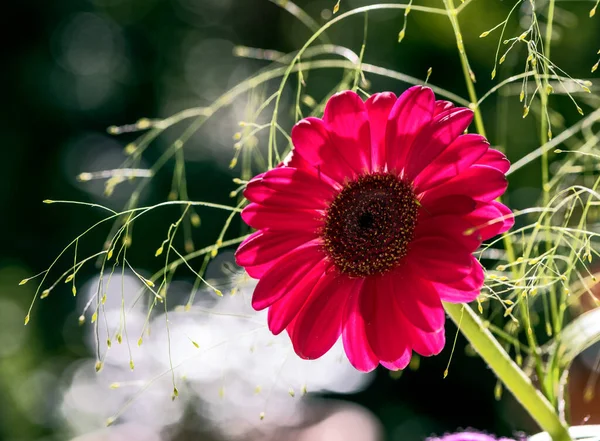 Macro Pink Gerbera Flower Blossom — Stock Photo, Image