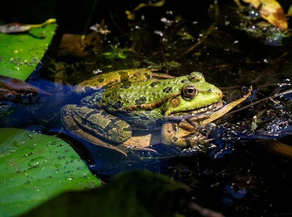 Grüner Frosch Sitzt Auf Einem Seerosenblatt — Stockfoto