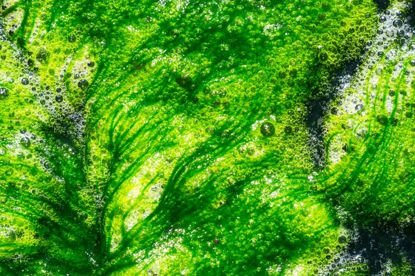 抽象绿藻背景的遮挡 — 图库照片